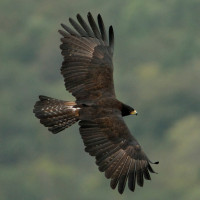 Black Eagle